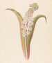 Eucomis punctata Eucomis autumnalis - Clemenz Heinrich Wehdemann — artwork view
