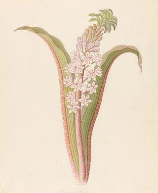 Eucomis punctata Eucomis autumnalis - Clemenz Heinrich Wehdemann — artwork view