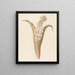 Eucomis punctata Eucomis autumnalis - Clemenz Heinrich Wehdemann — framed artwork on a wall
