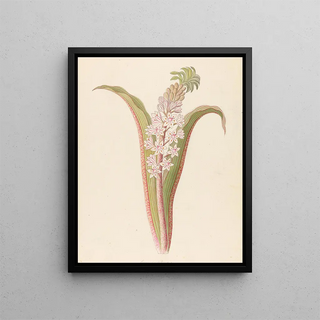 Eucomis punctata Eucomis autumnalis - Clemenz Heinrich Wehdemann — framed artwork on a wall