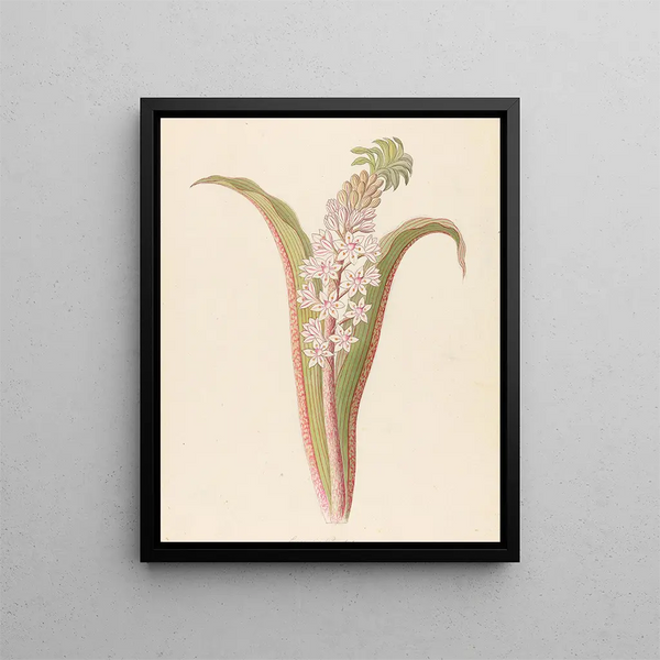 Eucomis punctata Eucomis autumnalis - Clemenz Heinrich Wehdemann — framed artwork on a wall