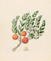 Eugenia ou Jambo Eugenia albanensis - Clemenz Heinrich Wehdemann — artwork view