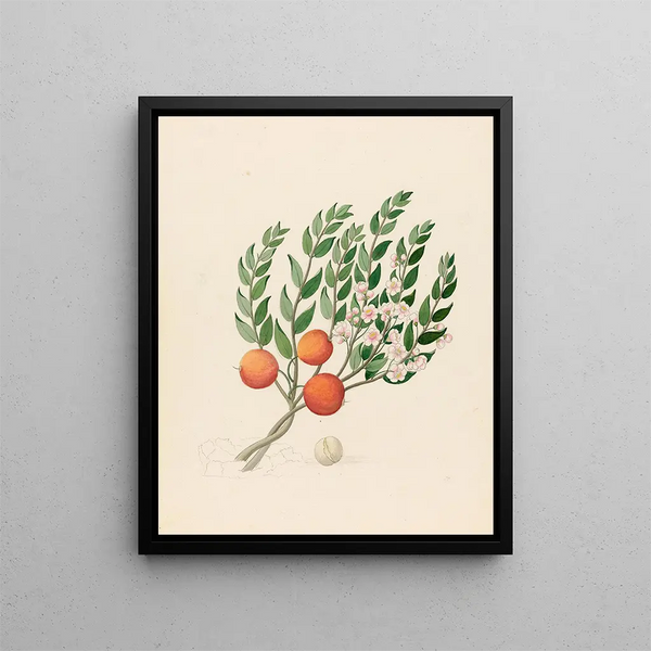 Eugenia ou Jambo Eugenia albanensis - Clemenz Heinrich Wehdemann — framed artwork on a wall