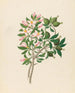 Gardenia Nov Sp Hyperacanthus amoenus - Clemenz Heinrich Wehdemann — artwork view