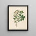 Gardenia Nov Sp Hyperacanthus amoenus - Clemenz Heinrich Wehdemann — framed artwork on a wall