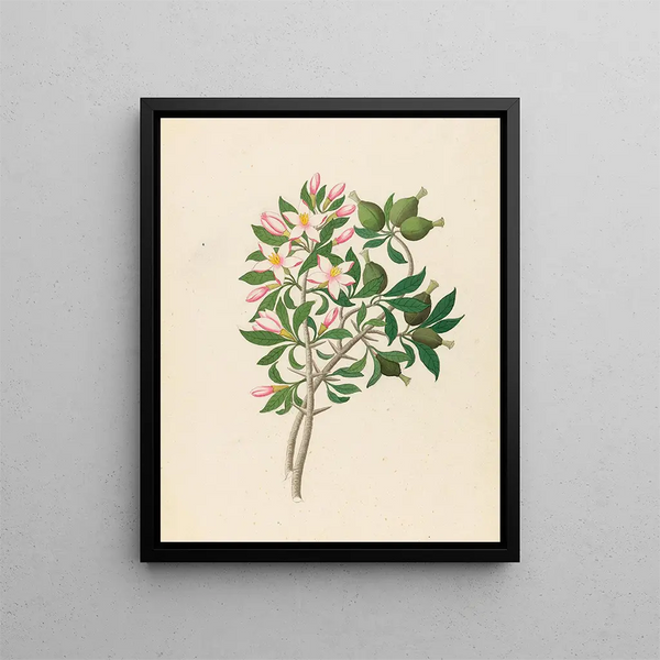 Gardenia Nov Sp Hyperacanthus amoenus - Clemenz Heinrich Wehdemann — framed artwork on a wall