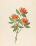 Gardenia Nova Sp. Burchellia bubalina - Clemenz Heinrich Wehdemann — artwork view