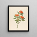 Gardenia Nova Sp. Burchellia bubalina - Clemenz Heinrich Wehdemann — framed artwork on a wall