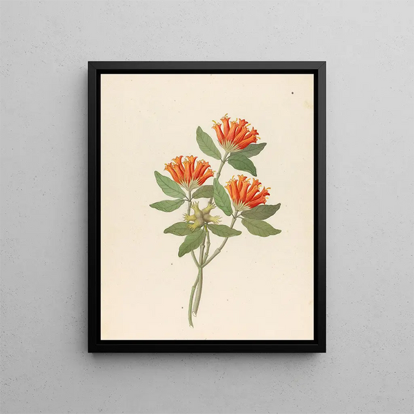 Gardenia Nova Sp. Burchellia bubalina - Clemenz Heinrich Wehdemann — framed artwork on a wall