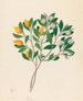 Hexand Mono Mimusops obovata - Clemenz Heinrich Wehdemann — artwork view
