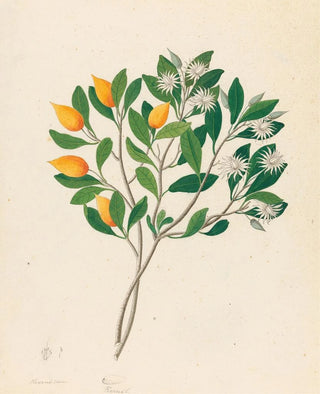Hexand Mono Mimusops obovata - Clemenz Heinrich Wehdemann — artwork view