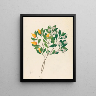 Hexand Mono Mimusops obovata - Clemenz Heinrich Wehdemann — framed artwork on a wall