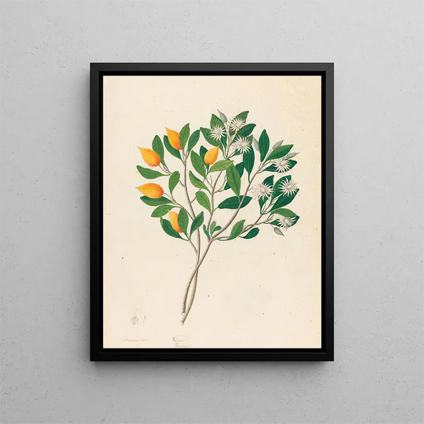 Hexand Mono Mimusops obovata - Clemenz Heinrich Wehdemann — framed artwork on a wall