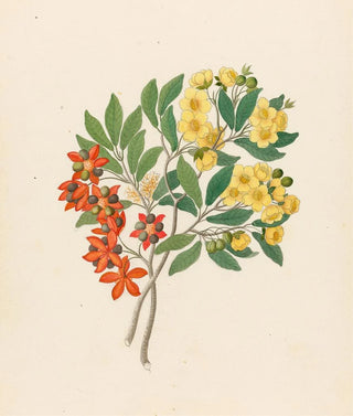 Icosandria monog Ochna arborea - Clemenz Heinrich Wehdemann — artwork view