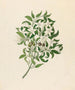 Jasminum angulare - Clemenz Heinrich Wehdemann — artwork view