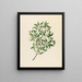 Jasminum angulare - Clemenz Heinrich Wehdemann — framed artwork on a wall