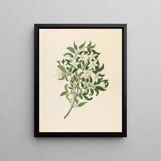 Jasminum angulare - Clemenz Heinrich Wehdemann — framed artwork on a wall