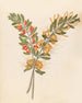 Loranthus N Sp Moquiniella rubra - Clemenz Heinrich Wehdemann — artwork view