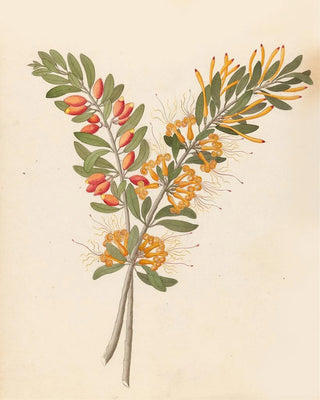 Loranthus N Sp Moquiniella rubra - Clemenz Heinrich Wehdemann — artwork view