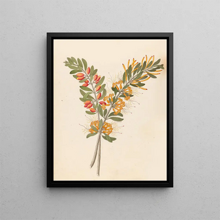 Loranthus N Sp Moquiniella rubra - Clemenz Heinrich Wehdemann — framed artwork on a wall