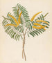 Mimosa Acacia caffra - Clemenz Heinrich Wehdemann — artwork view