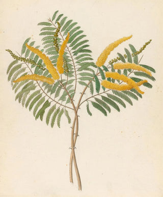 Mimosa Acacia caffra - Clemenz Heinrich Wehdemann — artwork view