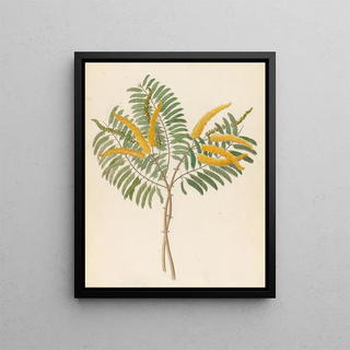 Mimosa Acacia caffra - Clemenz Heinrich Wehdemann — framed artwork on a wall