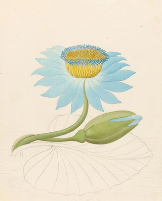 Nymphaea coerulea Nymphaea nouchali - Clemenz Heinrich Wehdemann — artwork view