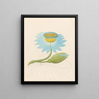 Nymphaea coerulea Nymphaea nouchali - Clemenz Heinrich Wehdemann — framed artwork on a wall
