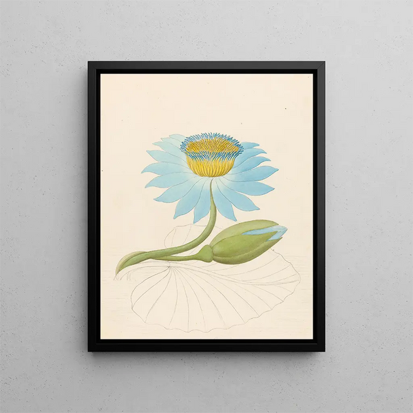 Nymphaea coerulea Nymphaea nouchali - Clemenz Heinrich Wehdemann — framed artwork on a wall