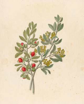 Octandria Monog Pappea capensis - Clemenz Heinrich Wehdemann — artwork view