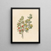 Octandria Monog Pappea capensis - Clemenz Heinrich Wehdemann — framed artwork on a wall