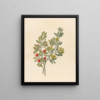 Octandria Monog Pappea capensis - Clemenz Heinrich Wehdemann — framed artwork on a wall