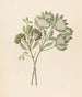 Pavetta kaffra Pavetta lanceolata - Clemenz Heinrich Wehdemann — artwork view