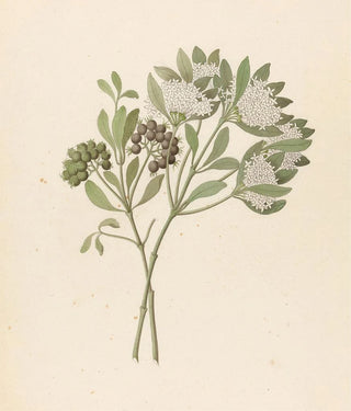 Pavetta kaffra Pavetta lanceolata - Clemenz Heinrich Wehdemann — artwork view