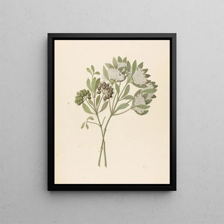 Pavetta kaffra Pavetta lanceolata - Clemenz Heinrich Wehdemann — framed artwork on a wall