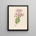 Pélargonium peltatum - Clemenz Heinrich Wehdemann — framed artwork on a wall