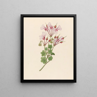 Pélargonium peltatum - Clemenz Heinrich Wehdemann — framed artwork on a wall
