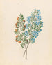 Pentande mono Ehretia rigida - Clemenz Heinrich Wehdemann — artwork view