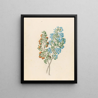 Pentande mono Ehretia rigida - Clemenz Heinrich Wehdemann — framed artwork on a wall