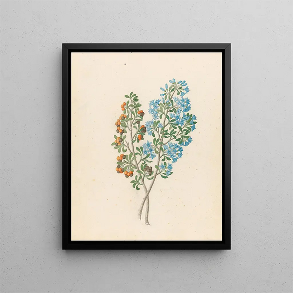 Pentande mono Ehretia rigida - Clemenz Heinrich Wehdemann — framed artwork on a wall