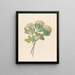 Pentandria Mon Pittosporum viridiflorum - Clemenz Heinrich Wehdemann — framed artwork on a wall