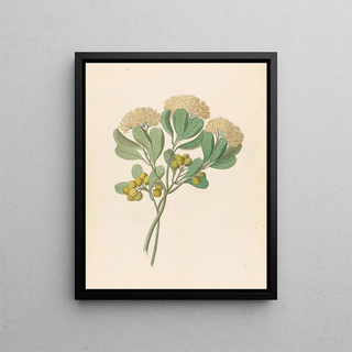 Pentandria Mon Pittosporum viridiflorum - Clemenz Heinrich Wehdemann — framed artwork on a wall