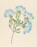 Plumbago capensis Plumbago auriculata - Clemenz Heinrich Wehdemann — artwork view