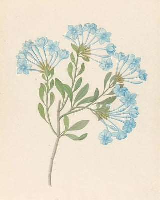 Plumbago capensis Plumbago auriculata - Clemenz Heinrich Wehdemann — artwork view