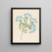 Plumbago capensis Plumbago auriculata - Clemenz Heinrich Wehdemann — framed artwork on a wall