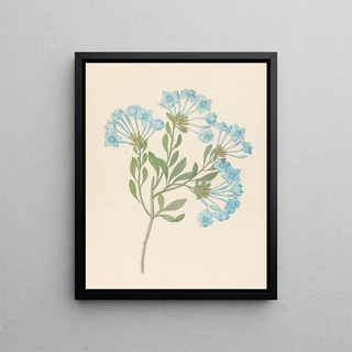 Plumbago capensis Plumbago auriculata - Clemenz Heinrich Wehdemann — framed artwork on a wall