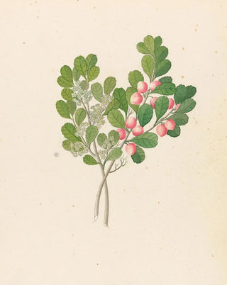 Rhamnus Cassine aethiopica Mystroxylon aethiopicum - Clemenz Heinrich Wehdemann — artwork view