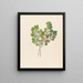 Rhamnus Cassine aethiopica Mystroxylon aethiopicum - Clemenz Heinrich Wehdemann — framed artwork on a wall