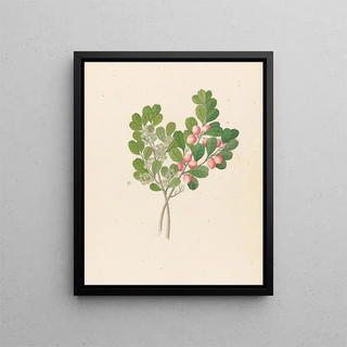 Rhamnus Cassine aethiopica Mystroxylon aethiopicum - Clemenz Heinrich Wehdemann — framed artwork on a wall
